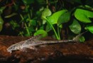 Loricaria common — 10